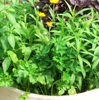 herb gardening.jpg